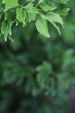 fresh green leaf shoot in the park backgroundの写真素材