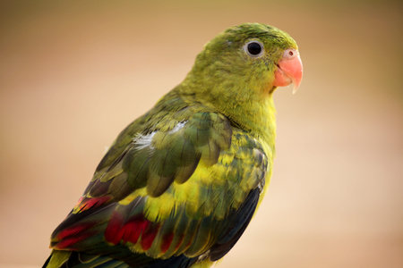 A beautiful eclectus parrots stand on log.