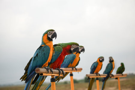 A colourful macaw parrots stand on log.
