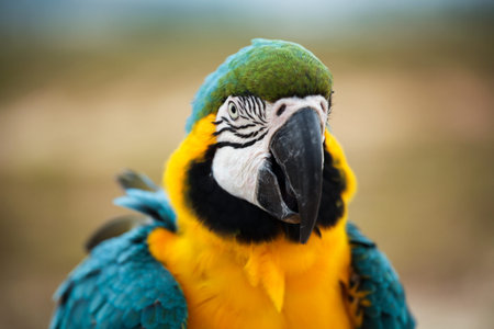 A beautiful Blue and yellow macaw Parrots.の写真素材