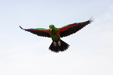 A beautiful Macaw parrots flying on the air.の写真素材