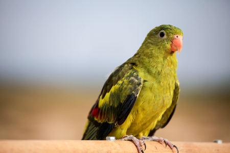 A beautiful eclectus parrots stand on log.の写真素材