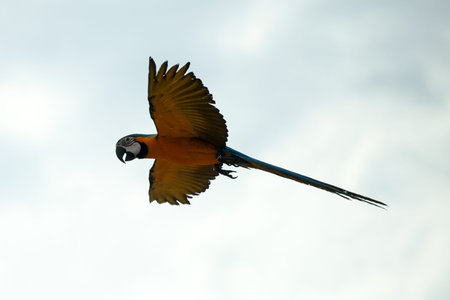 A beautiful Blue and yellow macaw Parrots is flying on the air.の写真素材