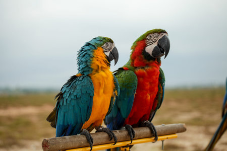 A colourful macaw parrots stand on log.