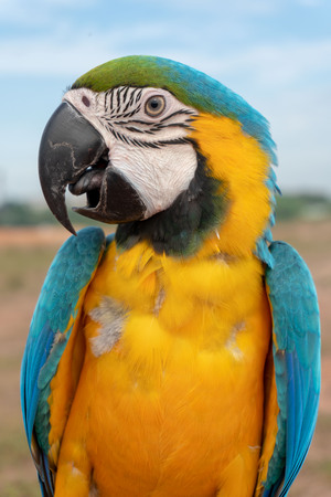 yellow parrot posing for the cameraの写真素材