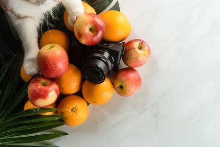 cat with beautiful fruits and marble backgroundの写真素材