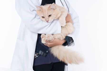 Cat in the good hands of a veterinarian, the doctor carefully calms the patientの写真素材