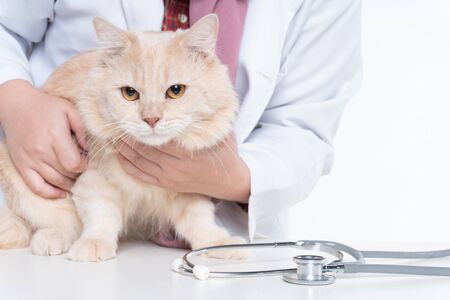 Cat in hands at the veterinarian over white backgroundの写真素材
