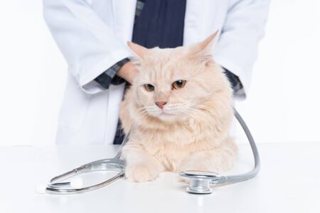 Closeup shoot of cat and stethoscope on a white backgroundの写真素材