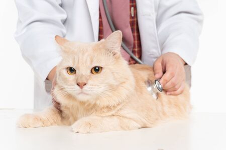 Vet with stethoscope and cat close-upの写真素材