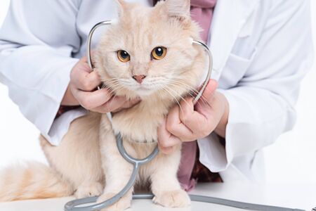 cat with endoscope isolated on white backgroundの写真素材