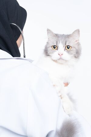 Asian female doctor veterinarian is holding cute white cat on handsの写真素材