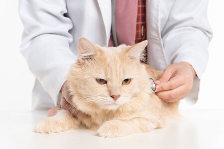 Closeup shot of beautiful asian veterina checking cat by stethoscope in vet clinicの写真素材