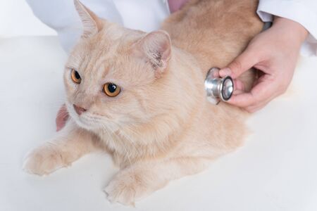 Closeup shot of asian veterina checking cat by stethoscope in vet clinicの写真素材
