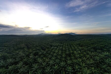 palm oil tree farm aerial shot dramatic morning viewの写真素材