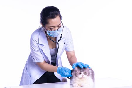 Expert female vet examining a cat with a stethoscope.の写真素材