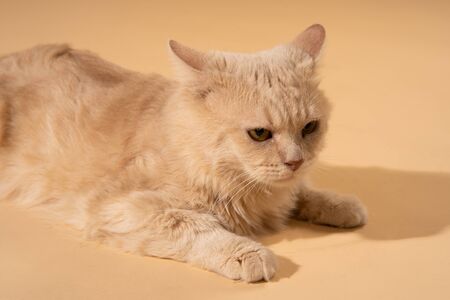 Action cat on nude pastel backgroundの写真素材