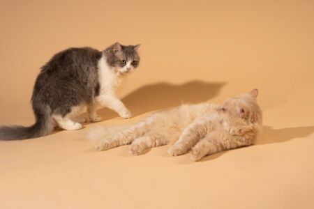 Action cat on nude pastel backgroundの写真素材