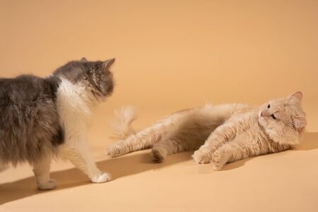Action cat on nude pastel backgroundの写真素材