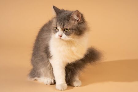 Action cat on nude pastel backgroundの写真素材