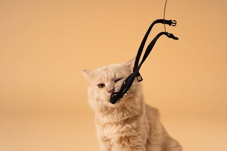 Action cat on nude pastel backgroundの写真素材