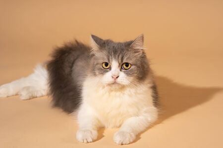 Action cat on nude pastel backgroundの写真素材