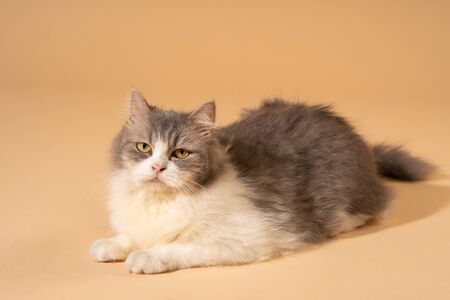Action cat on nude pastel backgroundの写真素材
