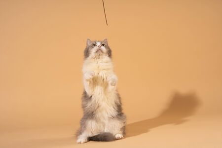 Action cat on nude pastel backgroundの写真素材