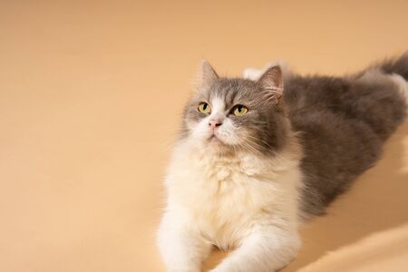 Action cat on nude pastel backgroundの写真素材