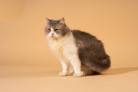 Action cat on nude pastel backgroundの写真素材