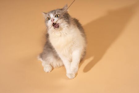 Action cat on nude pastel backgroundの写真素材