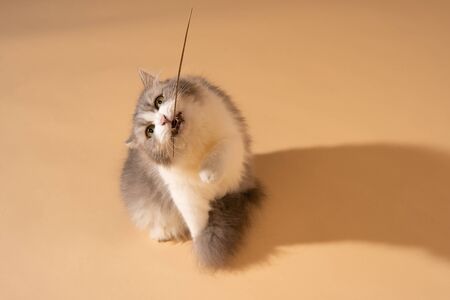 Action cat on nude pastel backgroundの写真素材