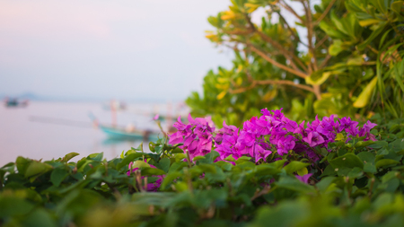 blooming Flower by the seashore.の写真素材