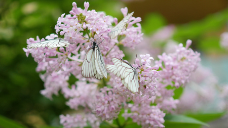 white butterfly sits on blooming lilac. cabbage butterflyの写真素材