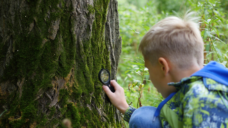 Schoolboy in the Park studies of plants and nasekomye through a magnifying glass. Study of the outside world, pre-school and school educationの写真素材