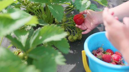 The child collects red berry Victoria. Gently breaks the berry and puts it in a childs bucket. Harvesting in the garden. Hands close-upの写真素材