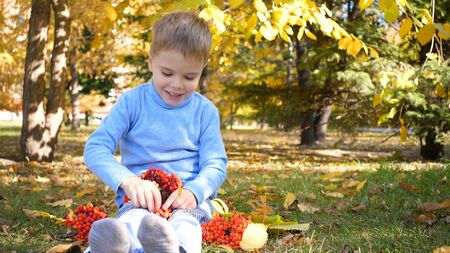 A child in the autumn Park plays and laughs merrily, he plays with yellow leaves and Rowan berries. Sunny autumn day in the Park. Outdoor entertainmentの写真素材