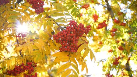 the suns rays pass through the autumn leaves of the tree. Rowan berriesの写真素材