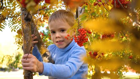 The child climbed a tree. He plays with Rowan berries and yellow leaves. Bright autumn Sunny day. Outdoor entertainmentの写真素材