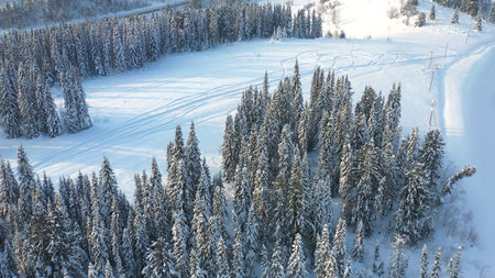 Winter forest on a Sunny day. Snow-covered firs. Light snowfall. Beautiful view from aboveの写真素材