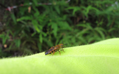 Bee on Shirt