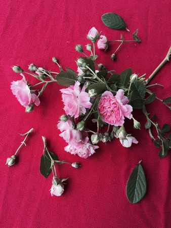 Pink Rose Organic Patternの素材