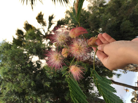 Pink and white puffy flowers of Albizzia Julibrissin, a member of mimosa family