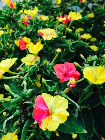 Yellow and magenta flowersの素材