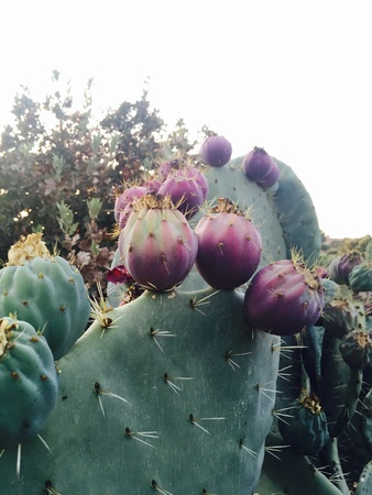 Prickly pearsの素材