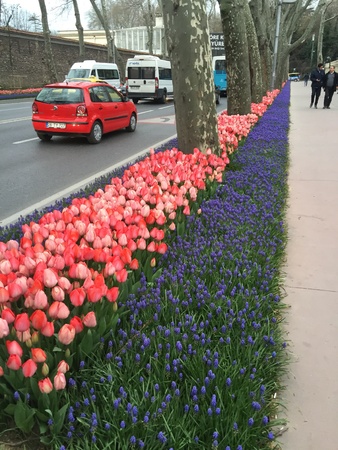 Turkish tulips blossoming in the springtimeの素材