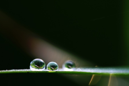 Dew Dropsの写真素材