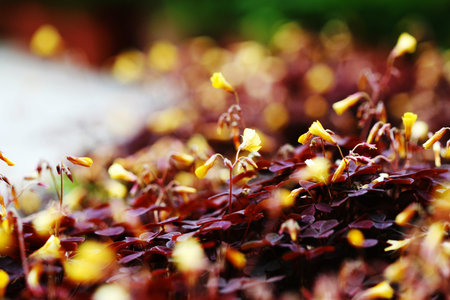 False Shamrock with yellow flowers