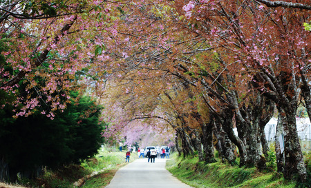 Cherry Blossoms Tunnelの写真素材