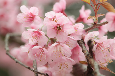 Cherry Blossomsの写真素材